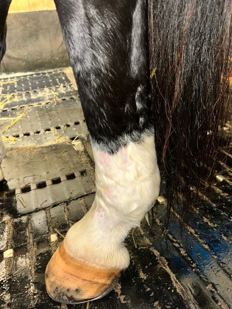 B-cure laser hevosen jalkahaava