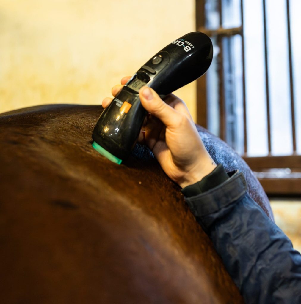 B-Cure Laser hevonen