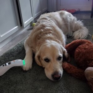 B-Cure laser koira